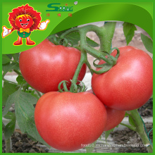 Tomates frescos de China